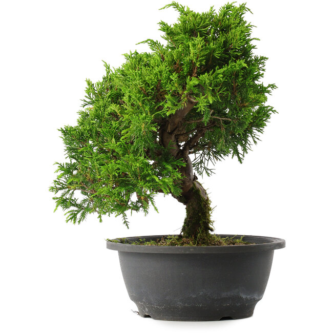Juniperus chinensis Itoigawa, 27,5 cm, ± 15 years old
