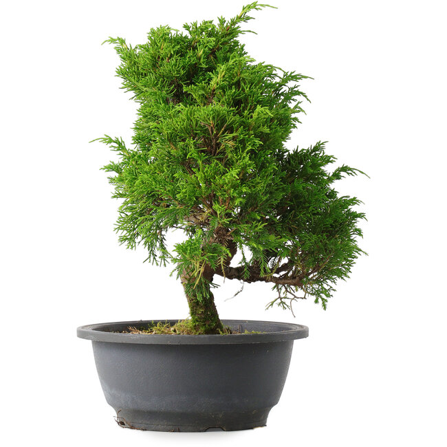 Juniperus chinensis Itoigawa, 27,5 cm, ± 15 Jahre alt