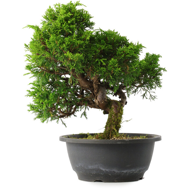 Juniperus chinensis Itoigawa, 27,5 cm, ± 15 ans