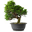 Juniperus chinensis Itoigawa, 27,5 cm, ± 15 jaar oud