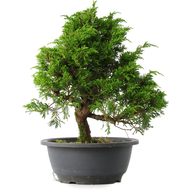 Juniperus chinensis Itoigawa, 27,5 cm, ± 15 ans