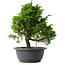 Juniperus chinensis Itoigawa, 27,5 cm, ± 15 jaar oud
