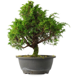 Juniperus chinensis Itoigawa, 28 cm, ± 15 anni