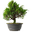 Juniperus chinensis Itoigawa, 28 cm, ± 15 anni