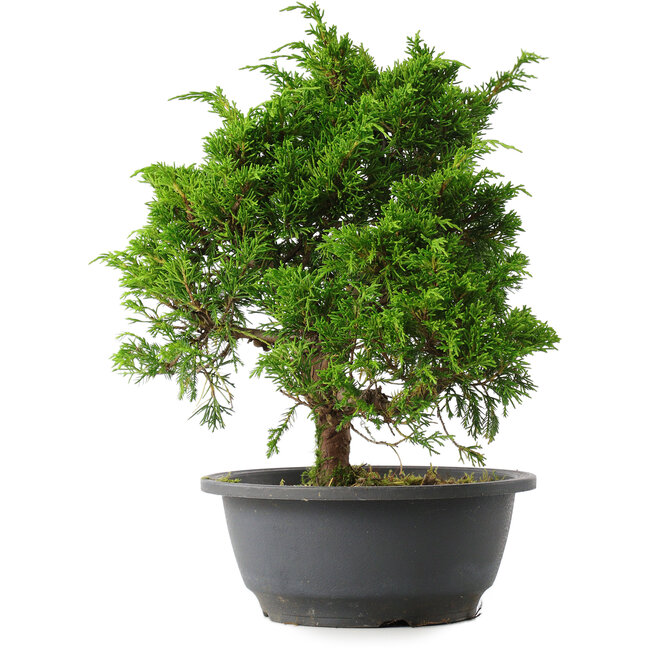 Juniperus chinensis Itoigawa, 27,5 cm, ± 15 años