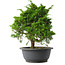 Juniperus chinensis Itoigawa, 27,5 cm, ± 15 jaar oud