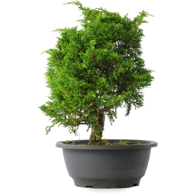 Juniperus chinensis Itoigawa, 27,5 cm, ± 15 años