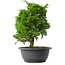 Juniperus chinensis Itoigawa, 27,5 cm, ± 15 jaar oud