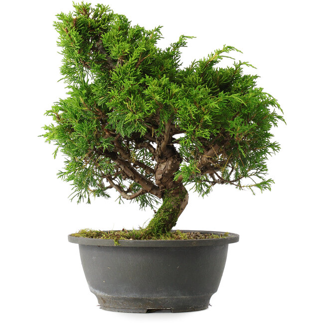 Juniperus chinensis Itoigawa, 28 cm, ± 15 jaar oud