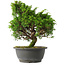 Juniperus chinensis Itoigawa, 28 cm, ± 15 anni