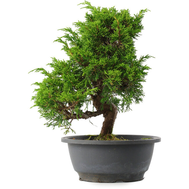 Juniperus chinensis Itoigawa, 27,5 cm, ± 15 Jahre alt