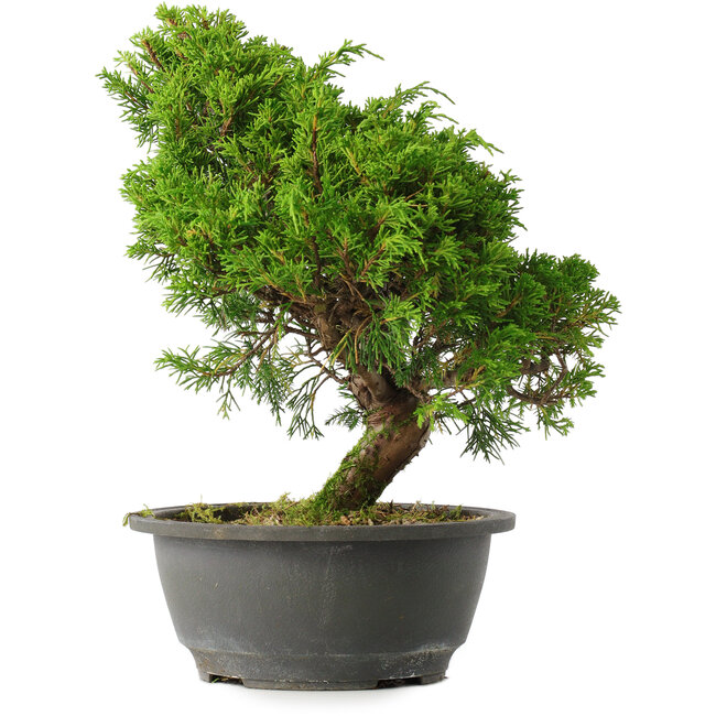 Juniperus chinensis Itoigawa, 28 cm, ± 15 ans