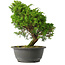 Juniperus chinensis Itoigawa, 28 cm, ± 15 anni