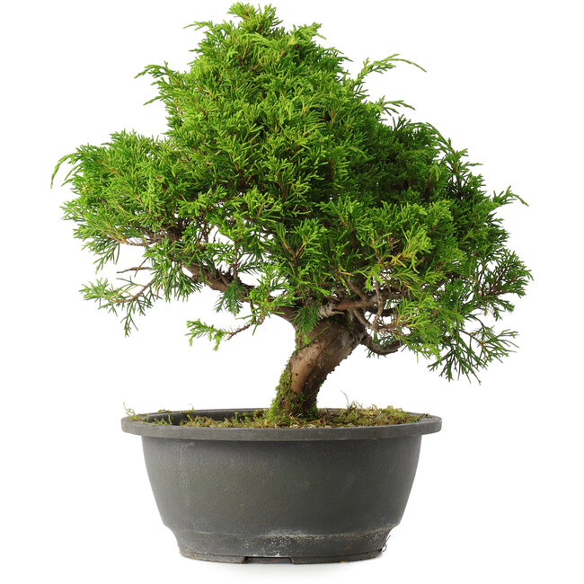 Juniperus chinensis Itoigawa, 28 cm, ± 15 Jahre alt