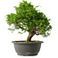 Juniperus chinensis Itoigawa, 28 cm, ± 15 anni