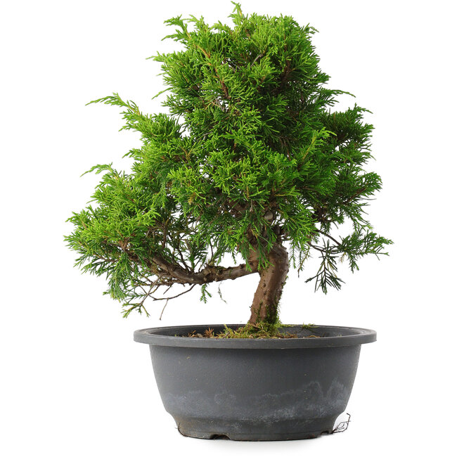 Juniperus chinensis Itoigawa, 27,5 cm, ± 15 ans