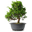 Juniperus chinensis Itoigawa, 27,5 cm, ± 15 jaar oud