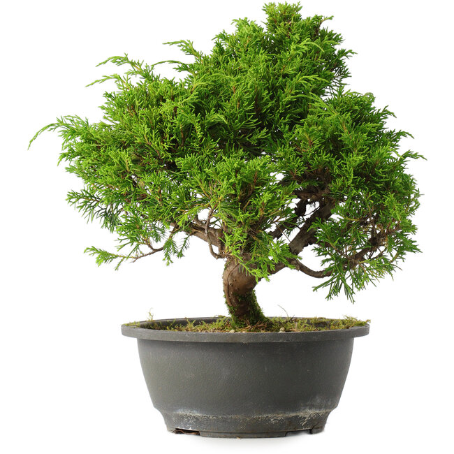 Juniperus chinensis Itoigawa, 28 cm, ± 15 años