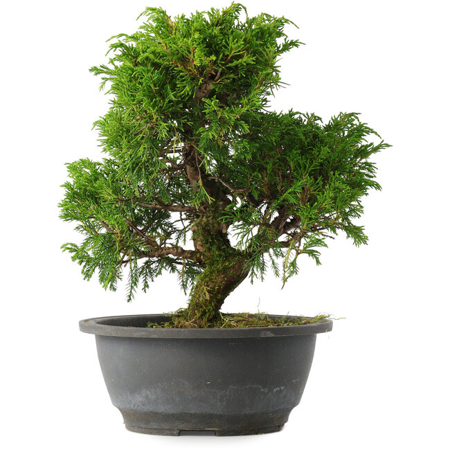 Juniperus chinensis Itoigawa, 26,5 cm, ± 15 anni