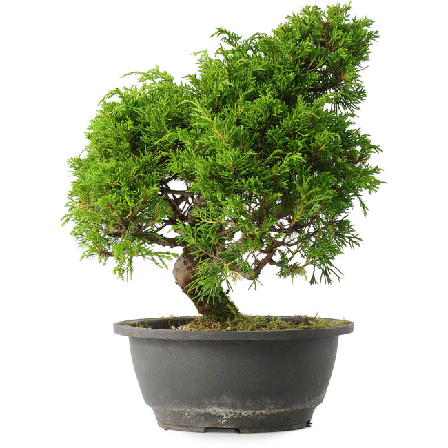 Juniperus chinensis Itoigawa, 28 cm, ± 15 años