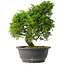 Juniperus chinensis Itoigawa, 28 cm, ± 15 anni