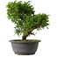 Juniperus chinensis Itoigawa, 26,5 cm, ± 15 anni