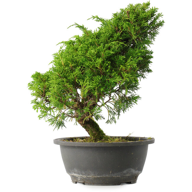 Juniperus chinensis Itoigawa, 28 cm, ± 15 jaar oud