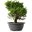 Juniperus chinensis Itoigawa, 26,5 cm, ± 15 anni