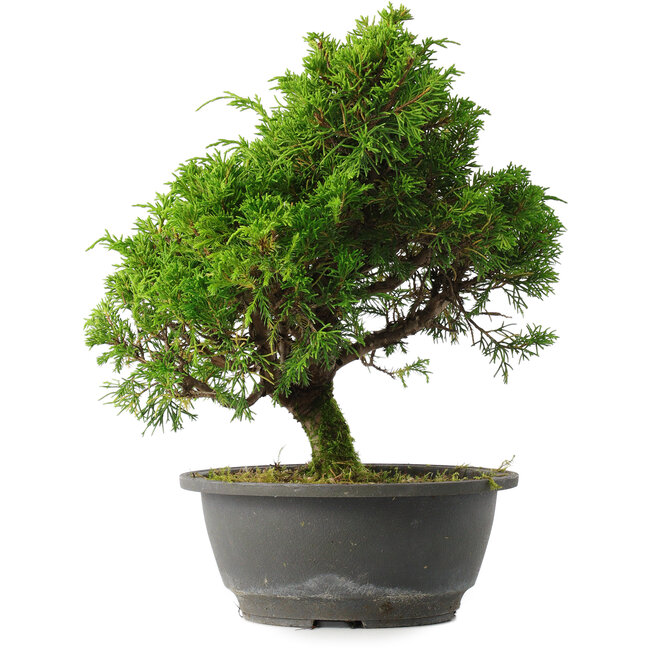 Juniperus chinensis Itoigawa, 28 cm, ± 15 ans