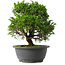 Juniperus chinensis Itoigawa, 26,5 cm, ± 15 anni