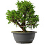 Juniperus chinensis Itoigawa, 26,5 cm, ± 15 anni