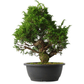 Juniperus chinensis Itoigawa, 33,5 cm, ± 15 anni