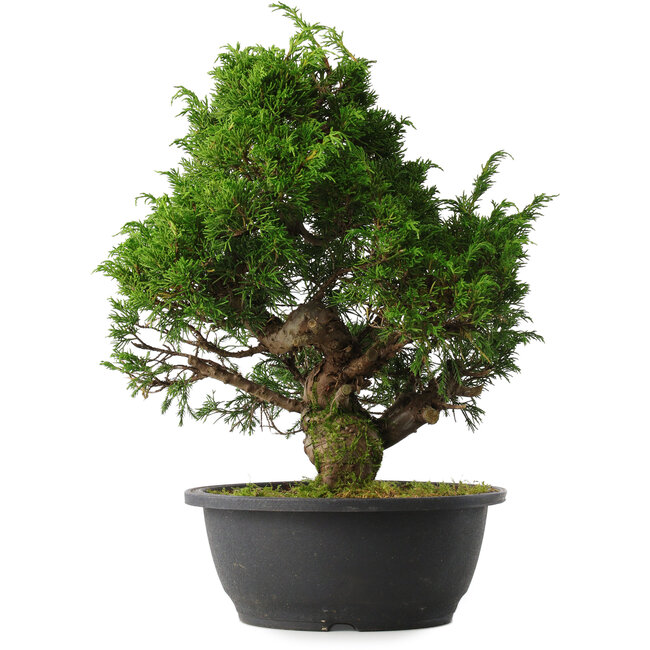 Juniperus chinensis Itoigawa, 33,5 cm, ± 15 anni