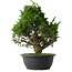 Juniperus chinensis Itoigawa, 33,5 cm, ± 15 anni