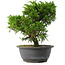 Juniperus chinensis Itoigawa, 26,5 cm, ± 15 anni