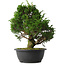 Juniperus chinensis Itoigawa, 33,5 cm, ± 15 anni