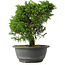 Juniperus chinensis Itoigawa, 26,5 cm, ± 15 anni