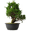 Juniperus chinensis Itoigawa, 33,5 cm, ± 15 anni