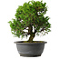 Juniperus chinensis Itoigawa, 26,5 cm, ± 15 anni