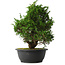 Juniperus chinensis Itoigawa, 33,5 cm, ± 15 anni