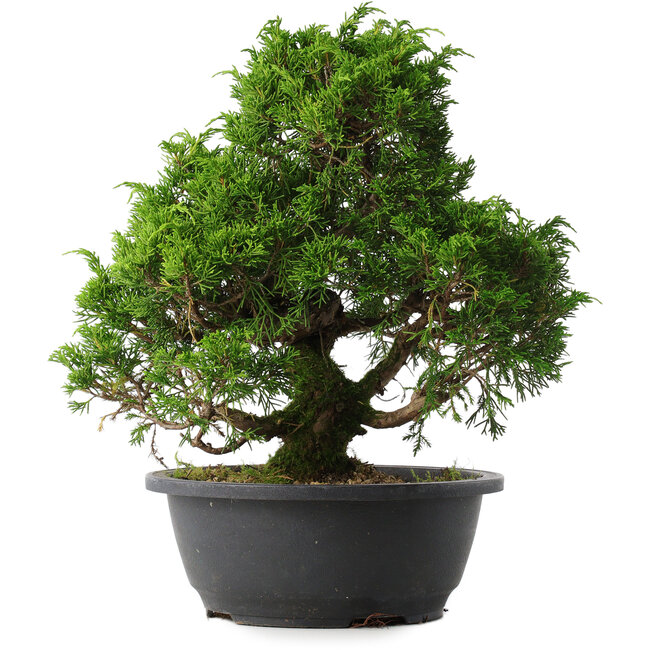 Juniperus chinensis Itoigawa, 31 cm, ± 15 anni