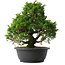 Juniperus chinensis Itoigawa, 31 cm, ± 15 anni