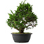 Juniperus chinensis Itoigawa, 33,5 cm, ± 15 anni