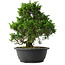 Juniperus chinensis Itoigawa, 31 cm, ± 15 anni