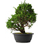 Juniperus chinensis Itoigawa, 33,5 cm, ± 15 anni