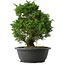 Juniperus chinensis Itoigawa, 31 cm, ± 15 anni