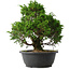 Juniperus chinensis Itoigawa, 31 cm, ± 15 anni