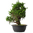 Juniperus chinensis Itoigawa, 33,5 cm, ± 15 anni