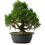 Juniperus chinensis Itoigawa, 31 cm, ± 15 anni