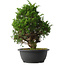 Juniperus chinensis Itoigawa, 33,5 cm, ± 15 anni